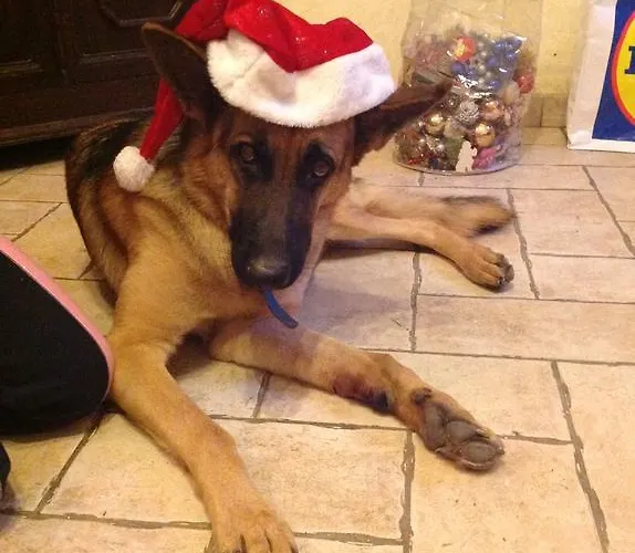 Ciliegio Felice מולינלה