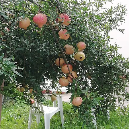 Ciliegio Felice Bed & Breakfast Molinella