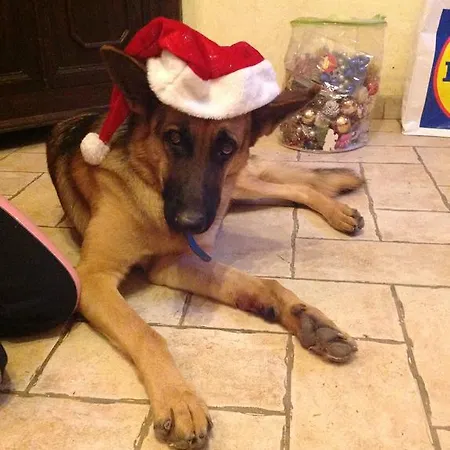 Ciliegio Felice Molinella