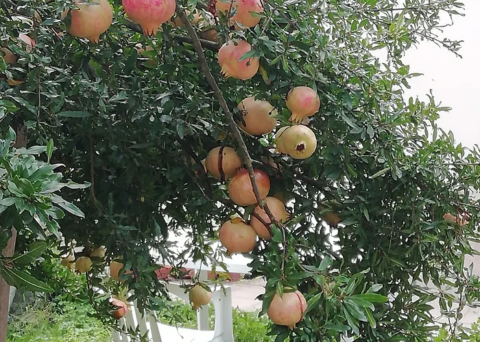 Ciliegio Felice 住宿加早餐酒店 莫利内拉