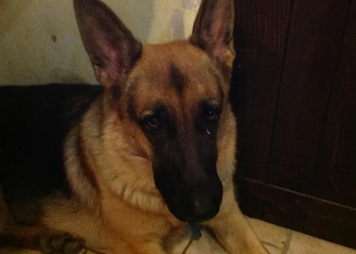 Ciliegio Felice 住宿加早餐酒店 3*